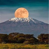 1 Day safari to Amboseli National park.