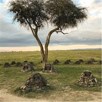 Big Five Safari Adventure - Ol Pejeta Conservancy (1 Day).