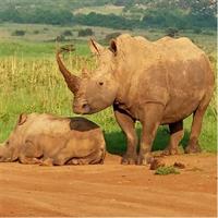 1Day Tour Nairobi Park ,Giraffe Center,karen Blixxen Guided tour