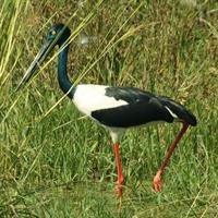 Day Trip to Bird Sanctuary Bharatpur from Agra