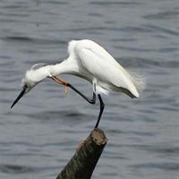Bird Watching Tour at Bhandup, Mumbai