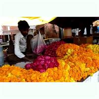 An Early Morning Glimpse of Life In Jaipur