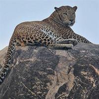 Narlai Leopard Safari and Village Walk