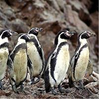 Ballestas Islands Group Tour from Paracas