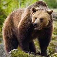 Bear Watching in The Wild from Brasov (100 %)