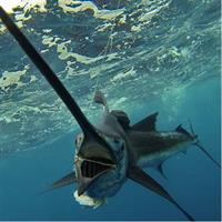 Four-Hour Fishing Tour in Dominica