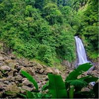 City Tour with Botanical Gardens, Trafalgar Falls &amp; Morne Bruce