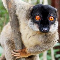 Lemur Day Tour at Andasibe Rainforest and Vakona Lodge Reserve