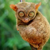 Bohol Day Tour with Round-Trip Transfers from Cebu