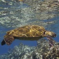 View of Oahu - Kauai - Maui for Outdoor Enthusiasts