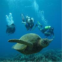 Beginner Scuba Dive in Lahaina: Swimming Required