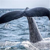 2-Hour Whale Watching Waikiki Oahu Guaranteed sightings!