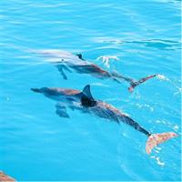3 Hour Big Island Dolphin Watch Boat Tour, Snorkeling &amp; BBQ Lunch