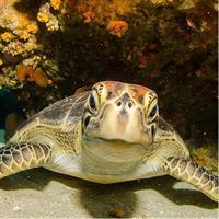 Beach Snorkel - Sea Turtle and Black Sand Lagoon