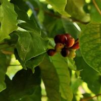 Award Winning Farm Tour: Coffee, Chocolate and Unique Gifts