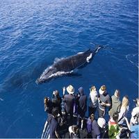 2-Hour Oahu Whale Watch from Ala Wai Harbor, Waikiki
