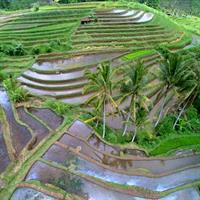 Ancient Temples and Jatiluwih Rice Terrace Private Tour
