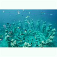 Gili Trawangan,Gili Meno& Gili Air Island:Snorkeling Day Trip Depart from Lombok