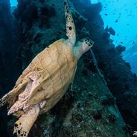 Guided Dive on Coral Reefs for Certified Divers