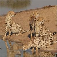 25 Min Helicopter Flight