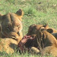 Chobe Safari Game Drive: Full Day