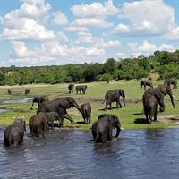 Chobe Day Trip From Victoria Falls