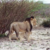 Half day Chobe game drive