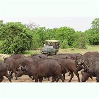 3 Hours Chobe Safari Game Drive