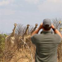 Private Game Drive and Chobe River Cruise