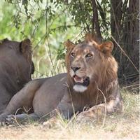 1 Day Safari to Akagera national park-Big5 Safari