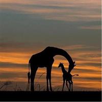 1-Day Tour To Akagera National Park For A Wildlife Safari