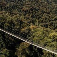 1 Day Canopy Walk Adventure in Nyungwe Forest National Park