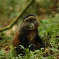 1-Day Rwanda Golden Monkey Trekking Expedition
