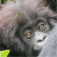 1-Day Rwanda Gorilla Tour