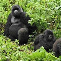 1-Day Gorilla Tracking at Volcanoes from Kigali