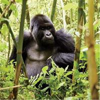 1 Day Gorilla trekking volcanoes national park