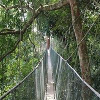 Kinabalu Park, Desa Dairy Farm & Poring Hot Springs Tour