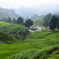 Cameron Highlands, Garden of Nature Full Day Private Guided Tour