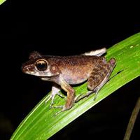 Night Frogs Tour at Kubah National Park