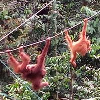Semenggoh Orangutan Centre from Kuching