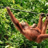 Full-Day Sepilok Orangutan and Sandakan City Trail from Kota Kinabalu
