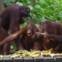 Private Full Day Sepilok Orang Utan, Bornean Sun Bear and Rainforest Discovery Center Tour