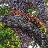 All Inclusive Yala National Park Jeep Safari Day Tour from Colombo &amp; Negombo
