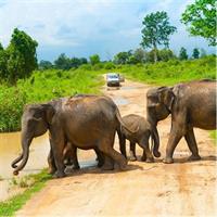 All Inclusive Udawalawa National Park Day Tour from Colombo