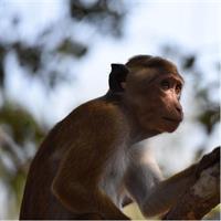 All Inclusive Wilpattu National Park Safari Day Tour from Colombo &amp; Negombo