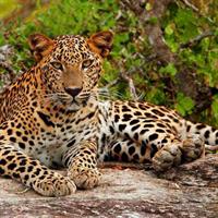 All inclusive Private jeep safari at Yala National park