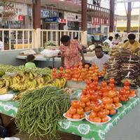 Coral Coast Sightseeing &amp; Pottery Village Tour