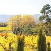 Full-Day Wine Gourmet and Scenic Delight Tour of Marlborough from Picton
