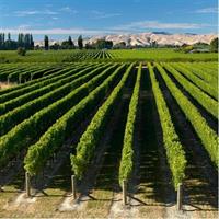 Discover Marlborough Wine - Afternoon Marlborough Wine Tour