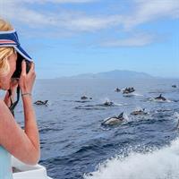 Auckland Dolphin and Whale Watching Eco-Safari Cruise
